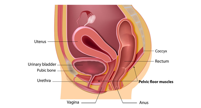 Descente d’organes… quelques règles de base pour savoir si vous en avez une